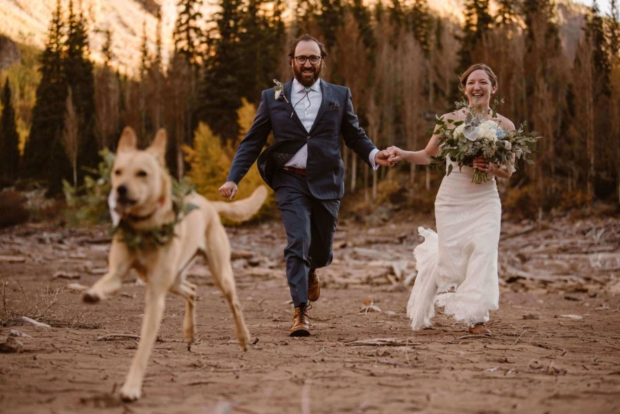 A tan dog runs towards the camera as his parents, a newly married couple, runs behind.