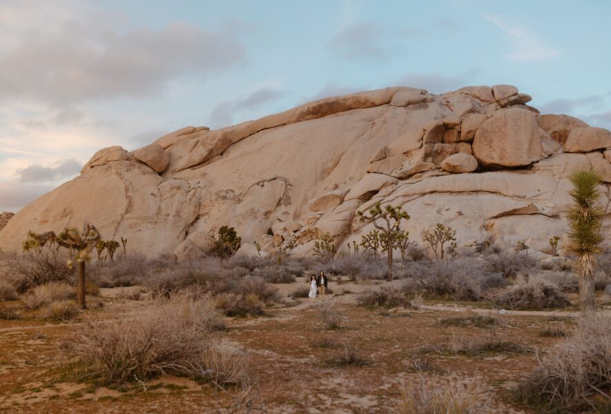 A couple stands at a distance, dwarfed by the grandeur of a massive rock formation surrounded by Joshua trees and desert shrubs in a tranquil desert landscape.