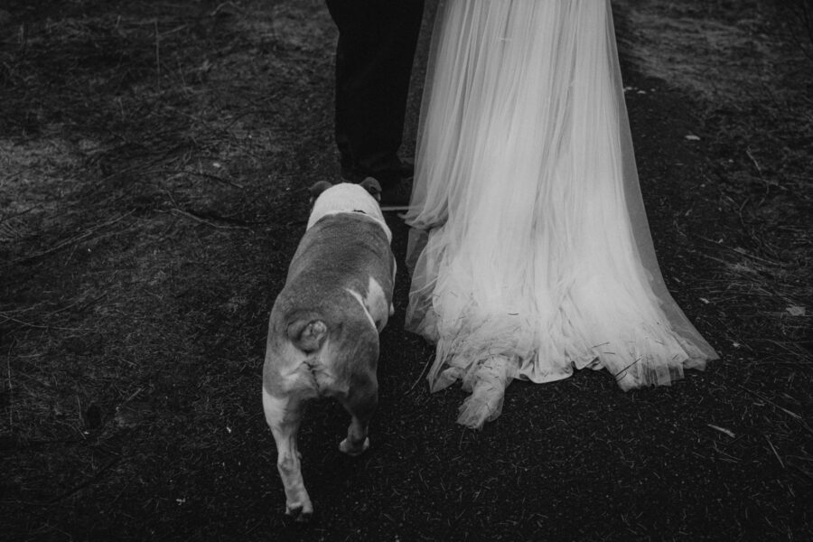 A dog walking while the bride's dress trails alongside.