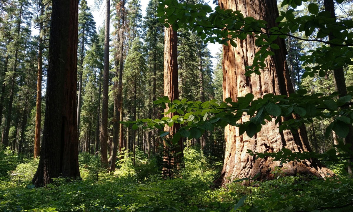Redwoods