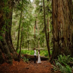 Under the Canopy of Giants – A Southern Oregon Redwoods + Coast Elopement