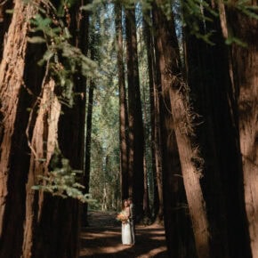 Redwoods & Ridgelines — A Muir Woods to Mt. Tamalpais Elopement